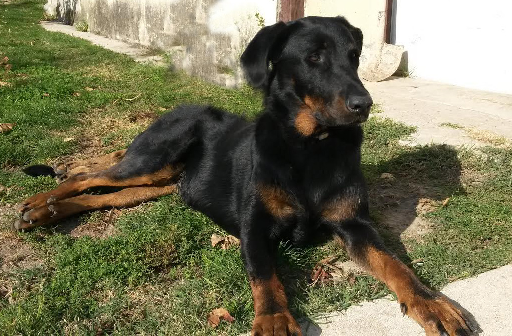 domainedelalicorne.fr Elevage de beauceron chiot beauceron pure race élevage du clos de la licorne elevage des gardiens de la licorne elevage beauceron noir et feu authentique gros gabarits élevage de Beauceron familial sérieux et qualité domainedelalicorne.fr suivi des chiots conseil d’éducation chiot propre bas rouge santé caractère spécialiste du beauceron noir et feu ou arlequin chien rustique berger de France  nos chiots sont élevés avec amour et attention notre passion au service de la qualité Beauceron de qualité et sportif domaine de la licorne 04380 BARRAS élevage en liberté éleveur berger de beauce élevage de beauceron de travail 